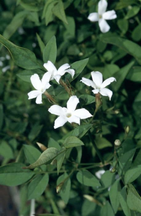 common jasmine