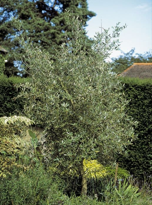 common olive