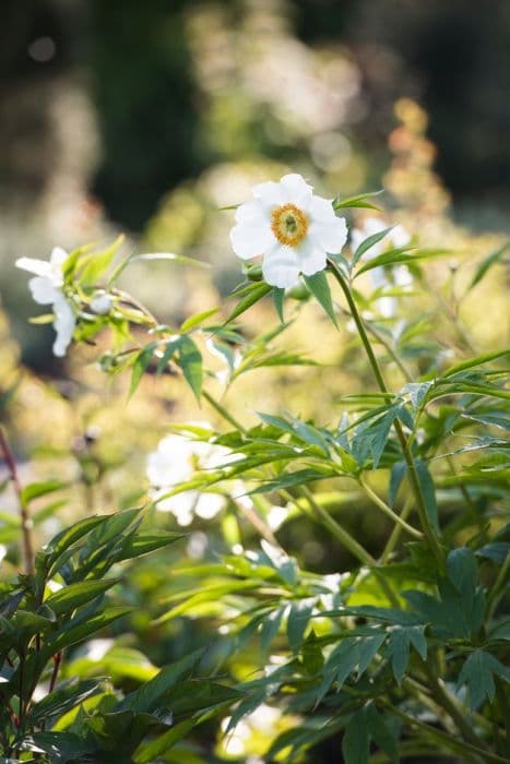 Himalayan peony