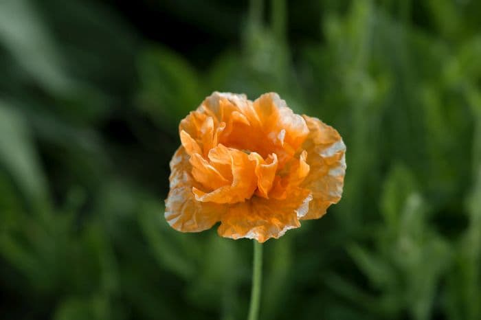 Spanish poppy