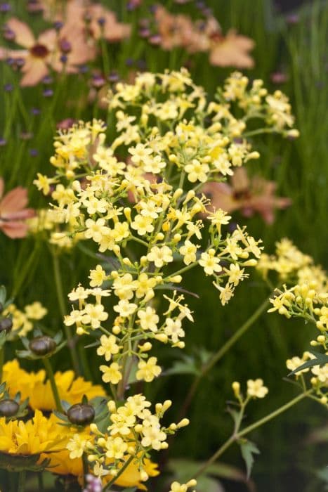 three-leaved patrinia