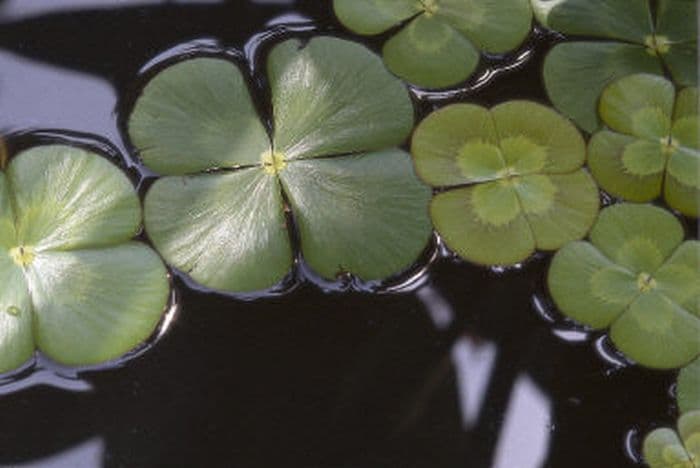 European water clover