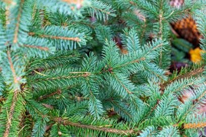 blue spruce