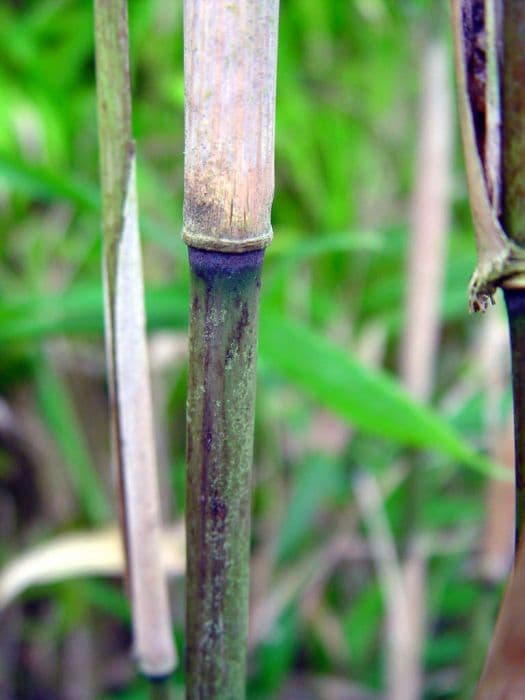 Hinds' cane-bamboo