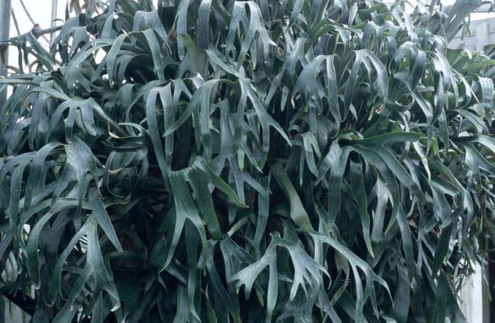 common staghorn fern