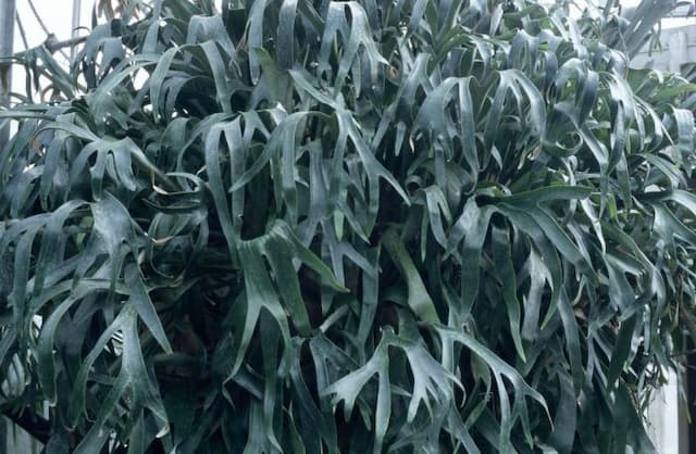 Common staghorn fern