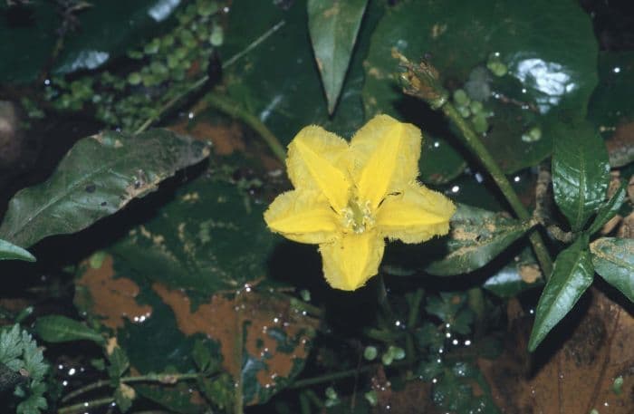 yellow floating heart