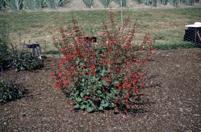 dwarf crimson-flowered sage