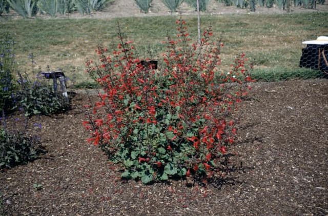 Dwarf crimson-flowered sage