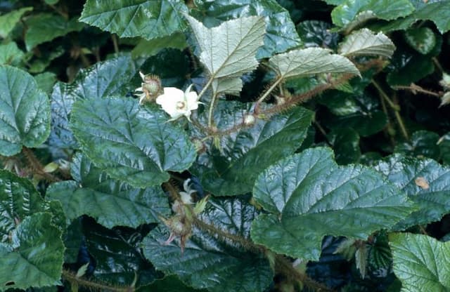 Chinese bramble