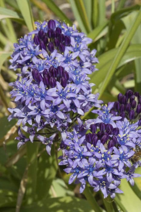 Portuguese squill