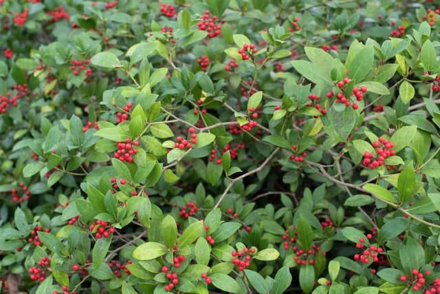 Japanese skimmia