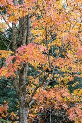 American mountain ash