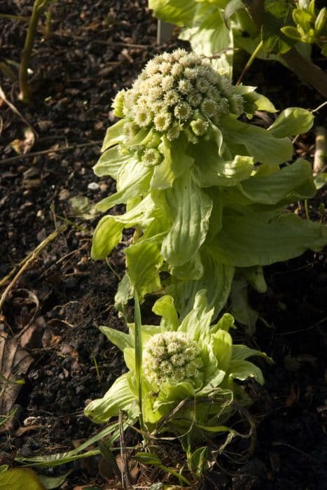 giant butterbur