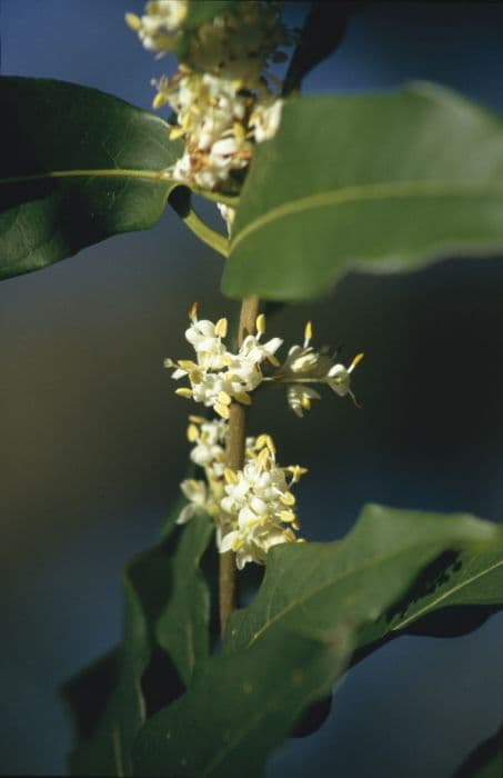 Yunnan osmanthus