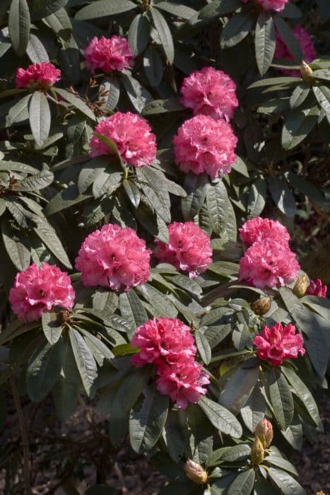 Tree-like rhododendron