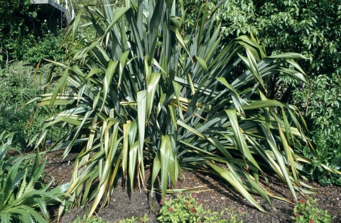 New Zealand flax