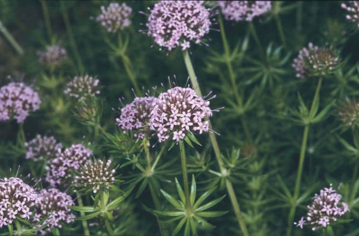 Caucasian crosswort