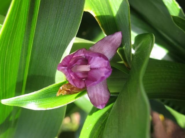 Southern roscoea