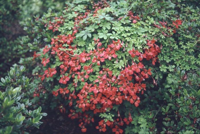 flame nasturtium