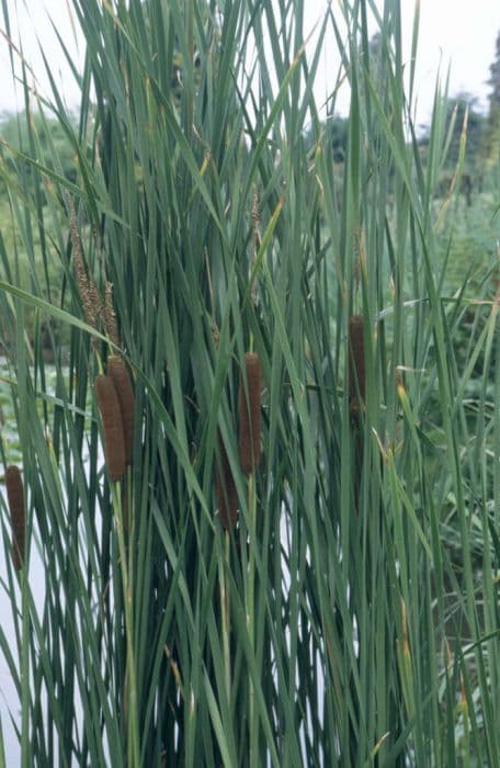 lesser bulrush