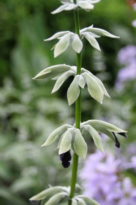 Andean silver-leaf sage