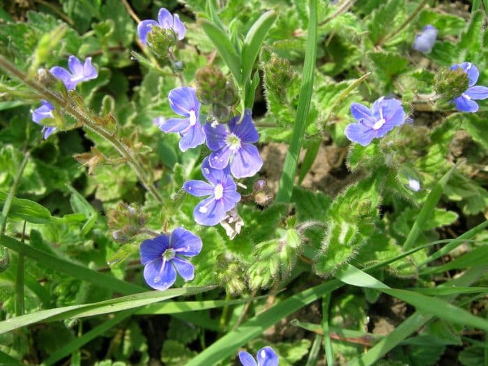 germander speedwell