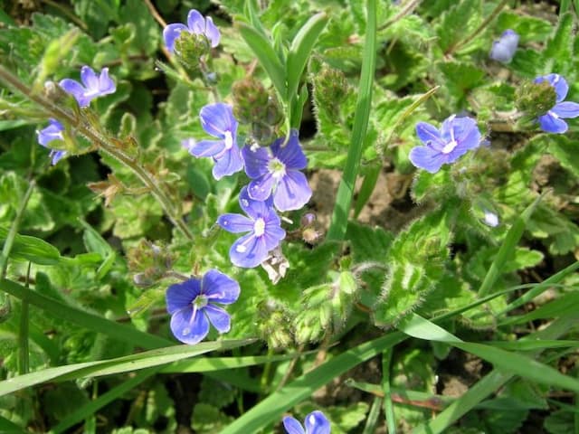 Germander speedwell