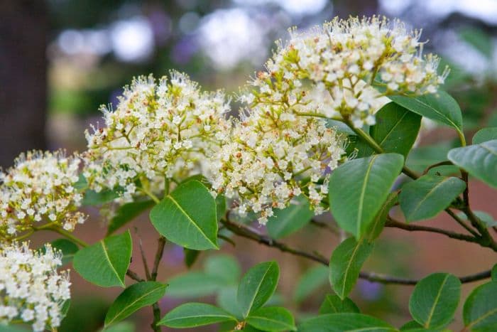 Manchurian viburnum