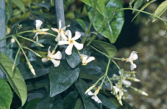 star jasmine