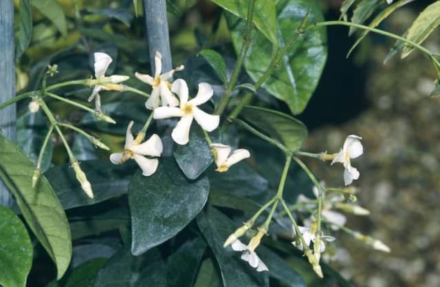 Star jasmine