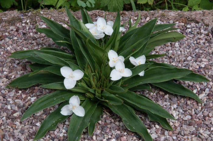 shining-white weldenia