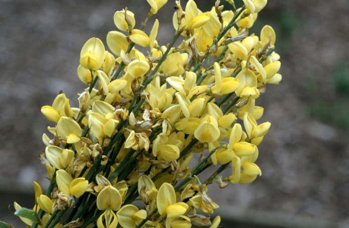 broom 'Allgold'