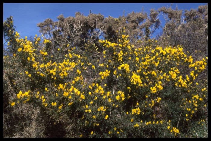 common gorse