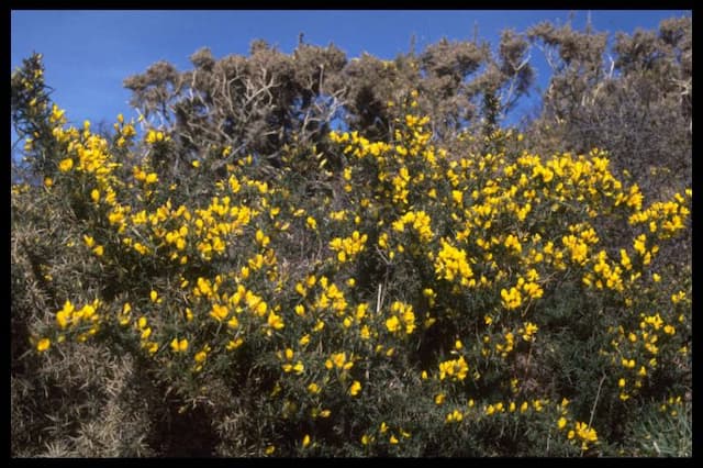 Common gorse