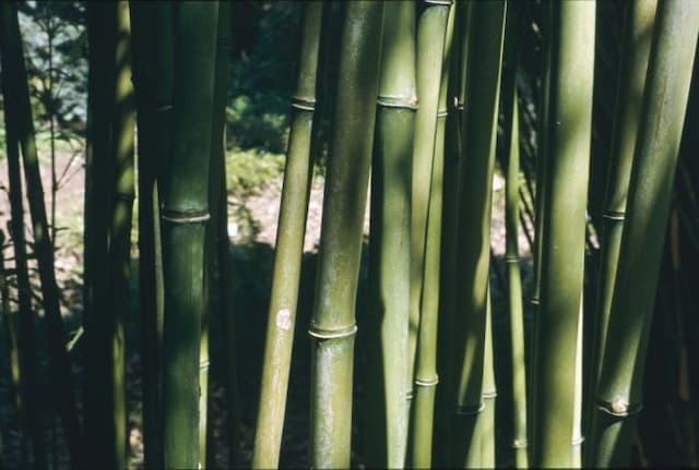 Narihira bamboo