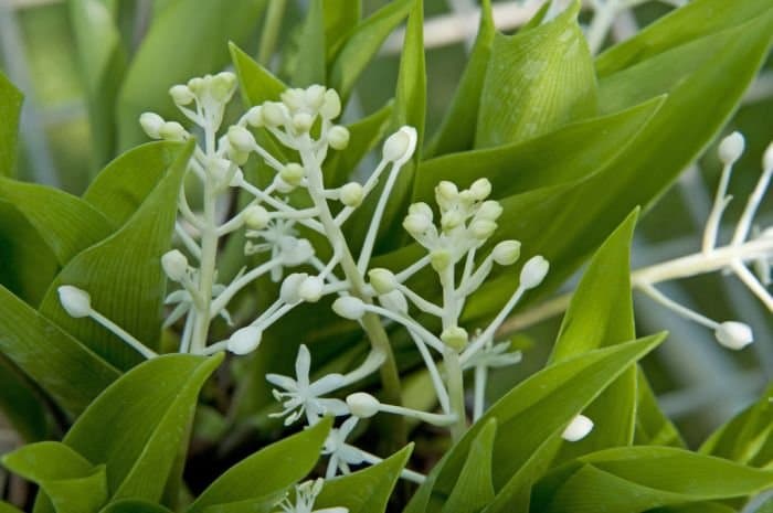 False Lily of the Valley