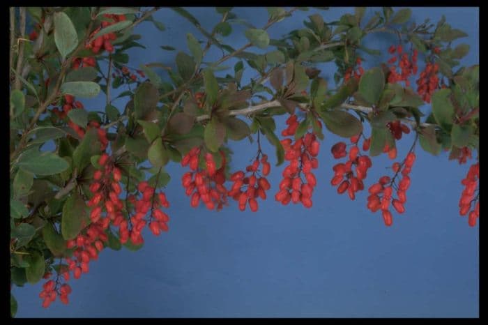 barberry 'Georgei'