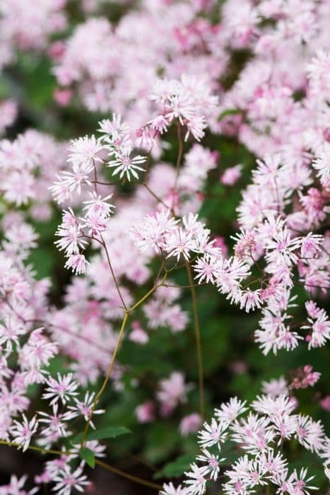 Kyushiu meadow rue