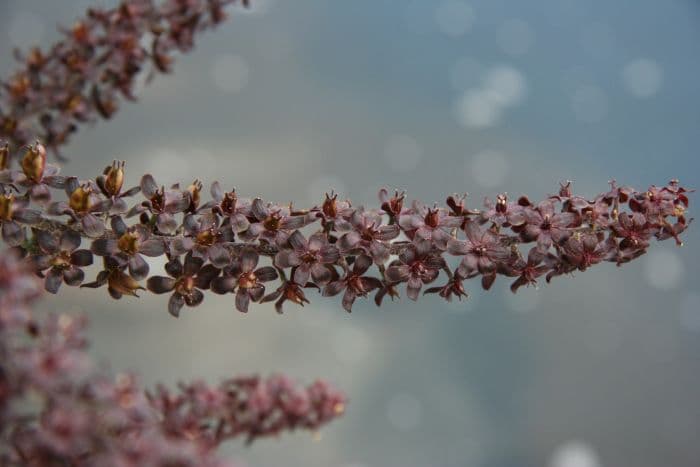 black false hellebore