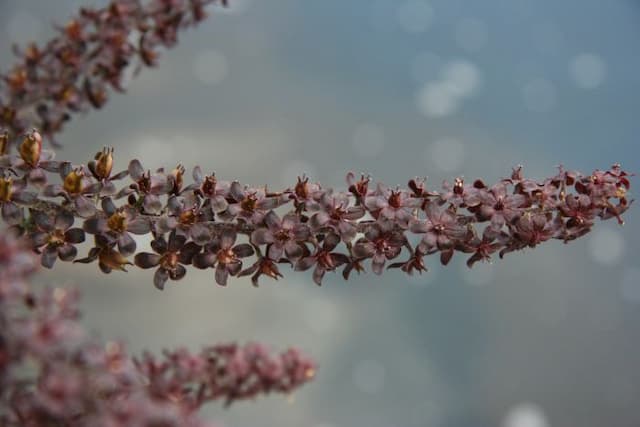 Black false hellebore