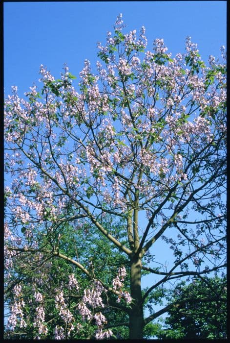 Foxglove tree