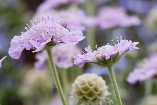 Grass-leaved scabious