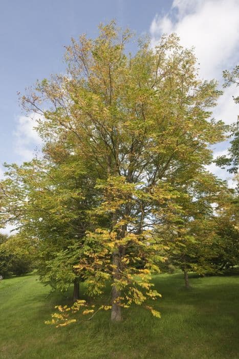 Kentucky coffee tree