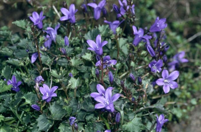 wall bellflower