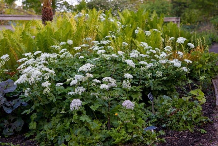 hairy chervil