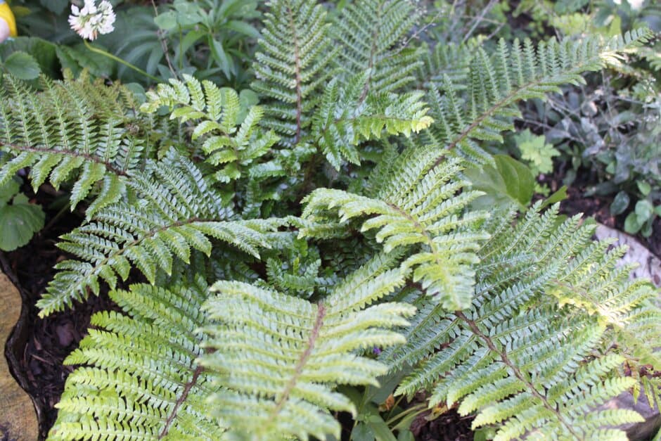 Braun's holly fern