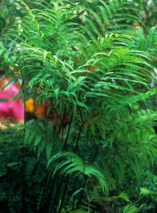 alpine wood fern