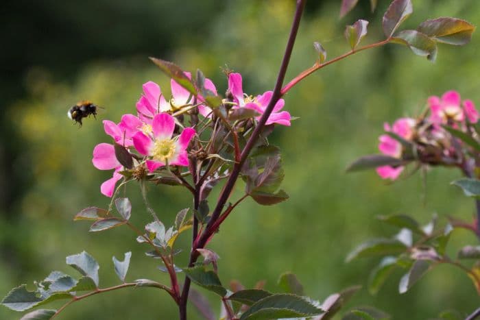 red-leaved rose