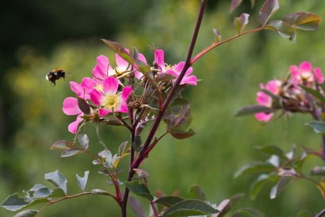 Red-leaved rose